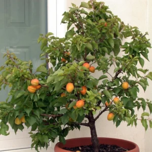 Abricotier Nain Garden Aprigold