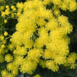 Mimosa – Acacia Dealbata