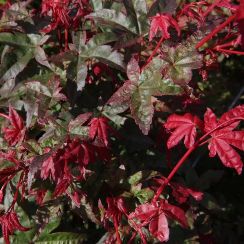 Érable du Japon Acer Palmatum Deshojo, feuillage automne