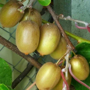 Kiwi Hayward (femelle) – Actinidia Deliciosa