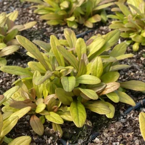 Ajuga Feathered Friends Fancy Finch – Bugle Rampante