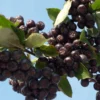 Aronia Prunifolia Nero – Aronie à Gros Fruits.