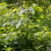 Asimina Triloba – Pawpaw