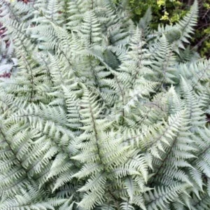 Athyrium Ghost – Fougère Femelle Hybride