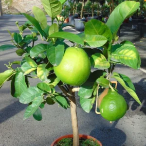 Pamplemousse (Pomelo) – Citrus (x) Paradisi