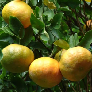 Mandarinier – Citrus Reticulata Keraji