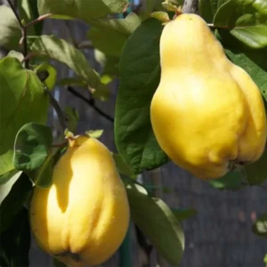 Cognassier Monstrueux De Vranja