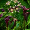 Collection Bulbes Pourpres Lys Et Arum