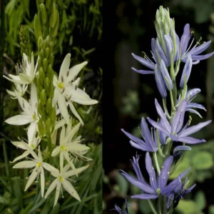 Collection 8 Camassias Blanc Et Bleu