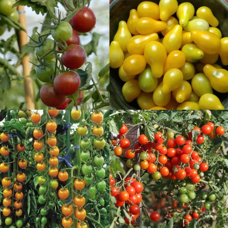 Collection de tomates cerises pour potager en bac