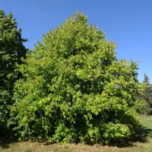 Corylus Colurna – Noisetier De Byzance