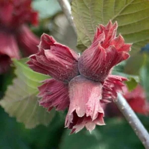 Corylus Maxima Juningia – Noisetier De Lambert