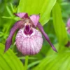 Cypripedium Lucy Pinkepank – Orchidée De Jardin Hybride, Sabot De Vénus