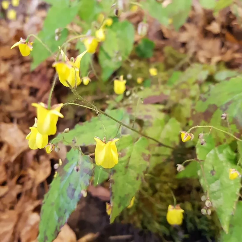 Epimedium Sunny And Share fleur des elfes