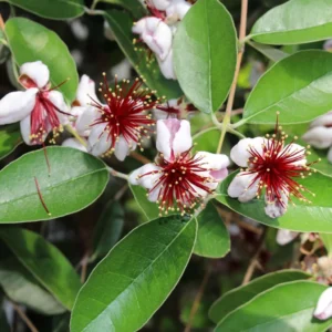 Feijoa Ou Acca Sellowiana Mammouth – Goyavier Du Brésil
