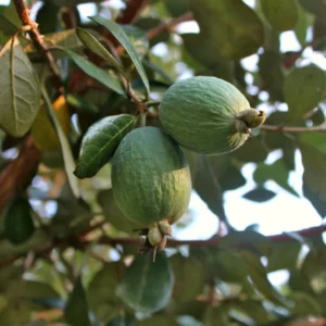 Feijoa Ou Acca Sellowiana Triumph – Goyavier Du Brésil