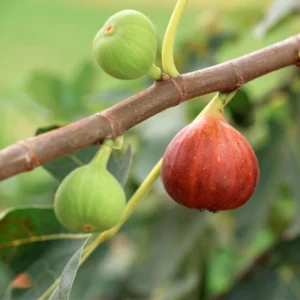 Figuier – Ficus Carica Osborn&rsquo;s Prolific