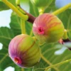 Figuier Firoma – Ficus Carica