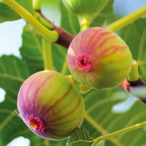 Figuier Firoma – Ficus Carica