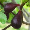 Figuier Noire De Caromb Bio