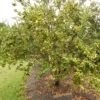 Kumquat Marumi – Fortunella Japonica