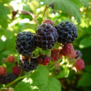 Framboisier Black Jewel (non Remontant) Bio