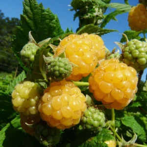 Framboisier Golden Everest (remontant) Bio