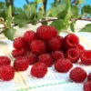 Framboisier Raspbeary (remontant) – Rubus Idaeus