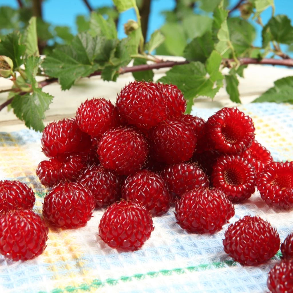 Framboisier Raspbeary (remontant) – Rubus Idaeus