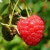 Framboisier Willamette (non Remontant) Bio