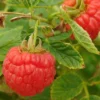 Framboisier Nain Little Sweet Sister Bio