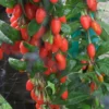 Goji Big Lifeberry – Lycium Barbarum