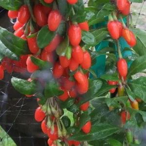 Goji Big Lifeberry – Lycium Barbarum