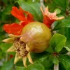 Grenadier à Fruits – Punica Granatum