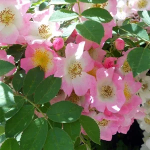 Rosier Liane Kew Rambler