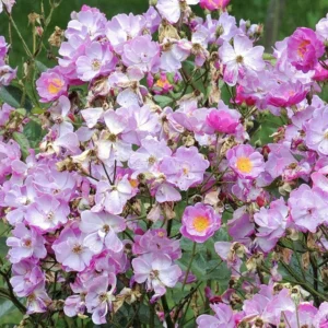 Rosier Couvre-sol Lavender Dream