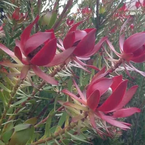 Leucadendron Devil&rsquo;s Blush