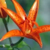 Lis Botanique – Lilium Tsingtauense NU