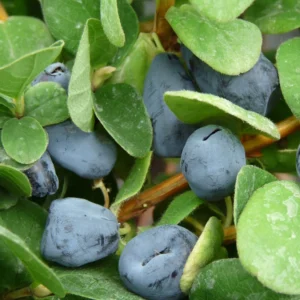 Lonicera Kamtschatica Duet – Baie De Mai