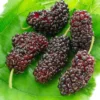 Morus Acidosa Mulle – Mûrier De Corée