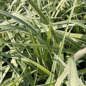 Ophiopogon Albo Variegata Ou Albovariegatus
