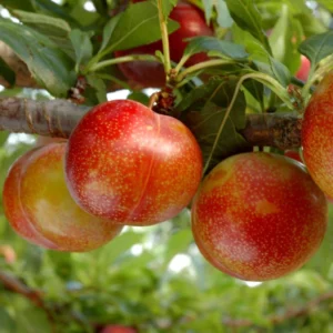 Pluot Flavor Candy – Prunus Pluot