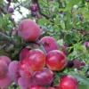 Pluot Pink Candy – Prunus Pluot