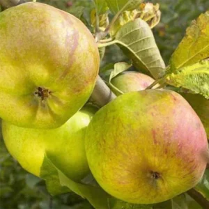 Pommier Rambour D&rsquo;Hiver