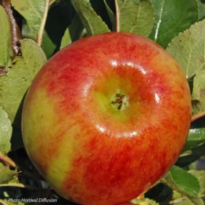Pommier Colonnaire Rhapsodie