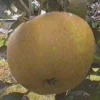 Pommier Reinette Grise Du Canada