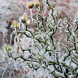 Poncirus Trifoliata Flying Dragon – Citronnier Tortueux