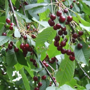 Cerisier Bigarreau Moreau – Prunus Avium