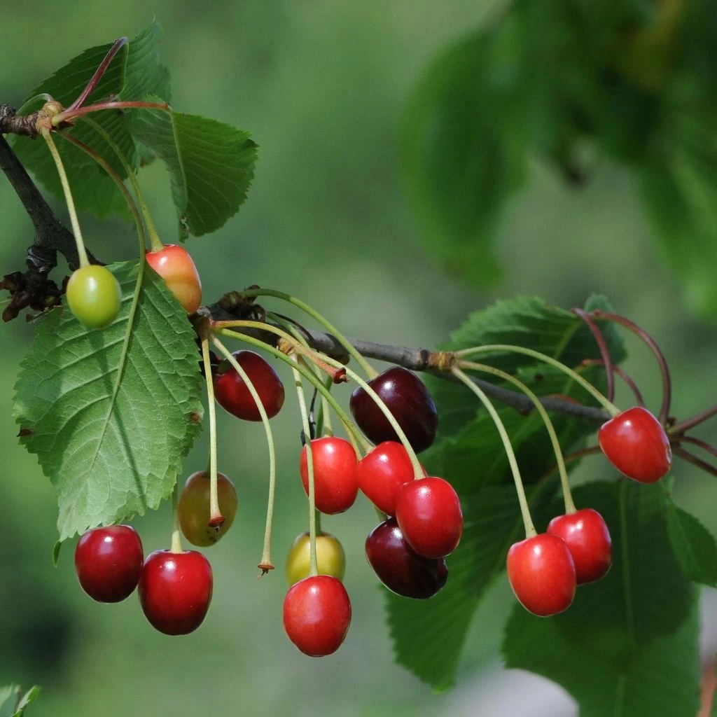 Cerisier Anglaise Hâtive – Prunus Cerasus
