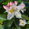 Rhododendron Cunningham&rsquo;s White